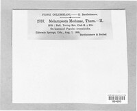 Melampsora medusae image
